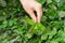 Skilled woman hands gathering collecting green tea raw leaves