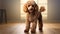 Skillful Lighting: A Soft-focus Portrait Of A Small Tan Poodle