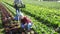 Skillful young farm couple harvesting organic red lettuce on leafy vegetable plantation on sunny spring day