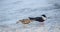 Skimmer Chick Being Ignored by Adult Skimmer, Indian Rocks Beach, Florida