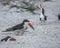 Skimmer Chick Eating Fresh Fish From Adult Skimmer, Indian Rocks Beach, Florida