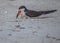 Skimmer Chick in Nest with Adult Skimmer, Indian Rocks Beach, Florida