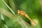 A skimmer dragonfly