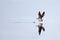 Skimmer skimming at Chincoteague Island, Va.