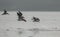 Skimmers fishing,Chambal River,Rajasthan,India