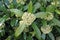 Skimmia x confusa Kew Green plant in flower