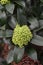 Skimmia Fragrant Cloud