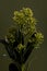 Skimmia Fragrant Cloud flower buds - Latin name - Skimmia japonica Fragrant Cloud on green background