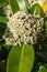 Skimmia japonica `Fragrans`