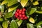 Skimmia japonica subsp reevesiana