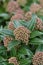 Skimmia Marlot