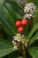 Skimmia Passion