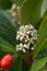 Skimmia Passion