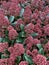 Skimmia plant.