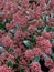 Skimmia plant.