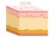 Skin anatomy, diagram. Basic human skin layer. Cubic cross section. Organ structure parts dermis, epidermis, subcutis, hypodermis.