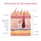 Skin anatomy. Human normal skin dermis epidermis adipose layers recent vector biological infographic