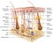 Skin Anatomy. Sensory receptors. 3D illustration