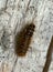 Skin beetle, Dermestidae larva on fir wood