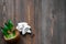 Skin care. Coconut lotion on wooden table background top view copyspace