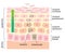 Skin cell turnover