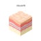 Skin with cellulite cross-section of human skin layers structure skincare medical concept flat