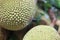 Skin fruit jackfruit background.