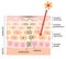 Skin mechanism of facial spots