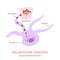 Skin pigmentation and melanosome transfer diagram