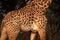 A skin of Rhodesian giraffe Giraffa tippelskirchi up to close, only skin detail