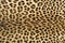 Skin\'s texture of leopard