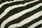 Skin\'s texture of Mountain zebra
