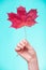 Skincare. Hand with maple leaf as symbol red dry capillary skin.