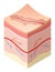 Skincare medical concept. Problems in cross-section of human skin horizontal layers structure. Anatomy illustrative