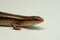 Skink close-up, skink macro image on a white background