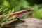 Skink Lizard