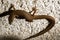 Skink Lizard