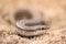 A Skink Lizard in Sand