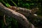 Skink in the nature habitat, wildlife.  Cunningham`s spiny-tailed skink or Cunningham`s skink, Egernia cunninghami, large skink,