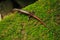 Skink on a rock with moss