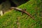 Skink on a rock with moss