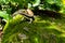 Skink Scincidae lizard with green background