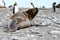 Skinning Elephant Seal - Mirounga leonina - Belly Crawling on Beach to come into Ocean Water in South Georgia