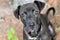 Skinny black Pitbull Terrier and Lab mix dog outside on a leash