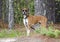 Skinny Boxer dog animal cruelty case