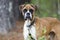 Skinny Boxer dog animal cruelty case