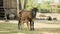 Skinny brown cow tied up with rope in a farmyard and calf sucking up milk from her teats