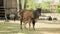 Skinny brown cow tied up with rope in a farmyard and calf sucking up milk from her teats