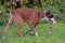 Skinny brown with white german boxer dog on green