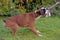 Skinny brown with white german boxer dog pulls a rope